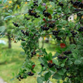 Black Chokeberry Bush Seedlings for Planting - No Ship to California (5 Seedlings)